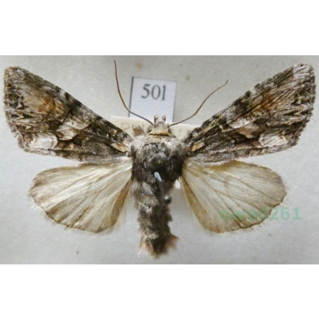 Lacanobia contigua (Denis & Schiffermüller, 1775) Piętnówka wielobarwna Czech50l